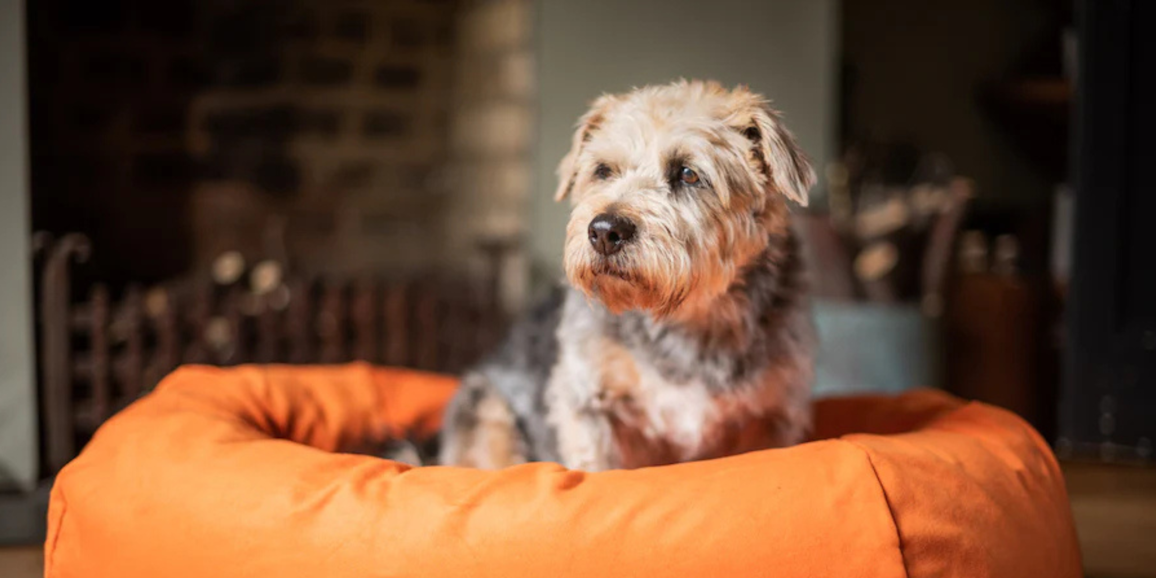 Comfort They Deserve