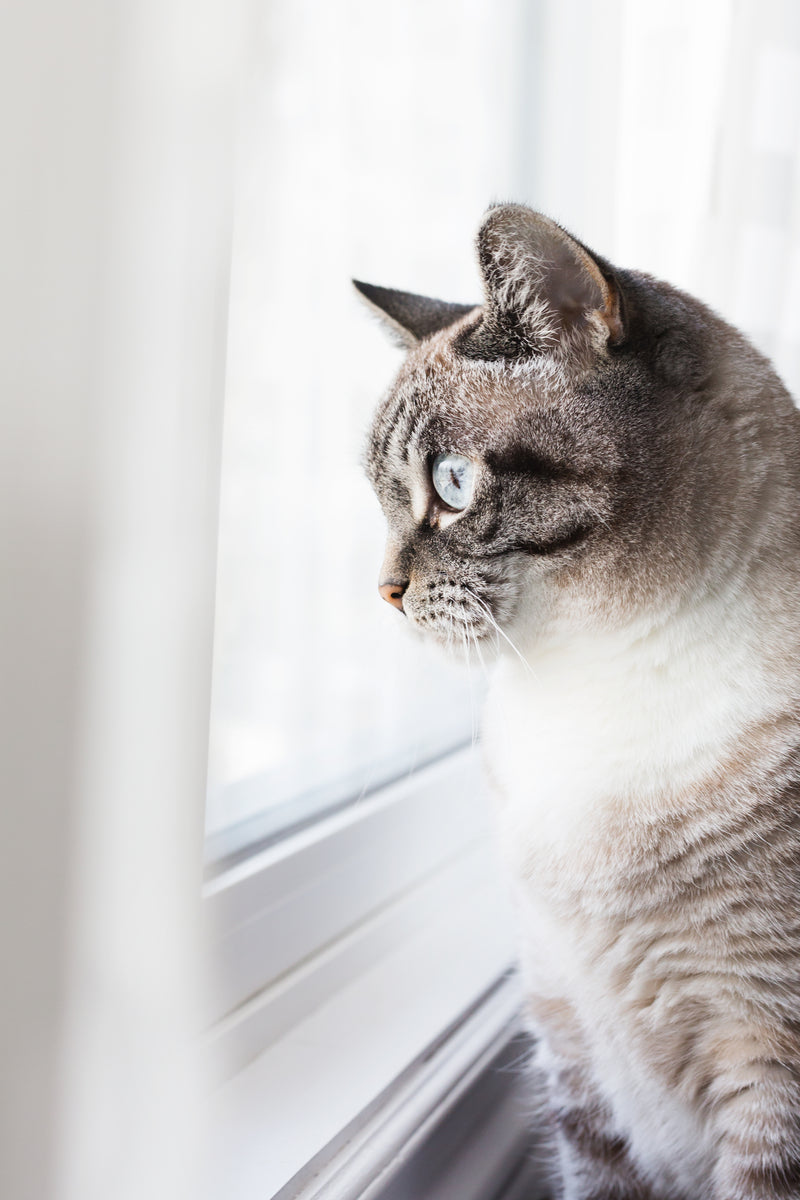 Your Pet Deserves the Best 🐾